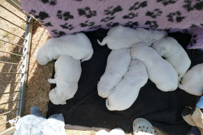 CHIOT 8