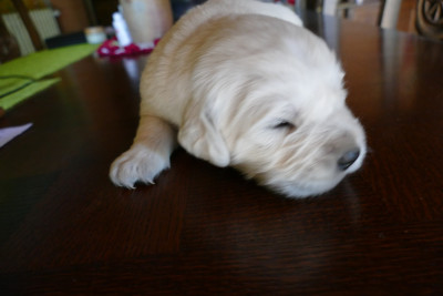 CHIOT 9