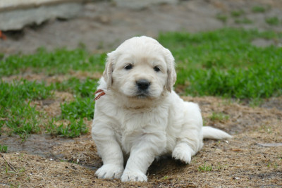 CHIOT 1