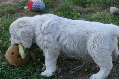 CHIOT 3