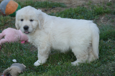 CHIOT 4
