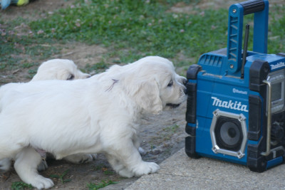 CHIOT 5