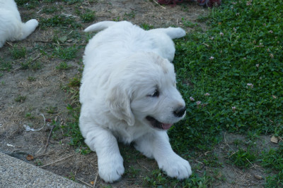 CHIOT 8