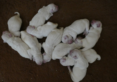 Chiot N°5
