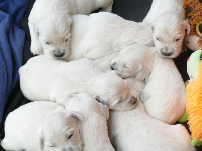 Chiot N°3