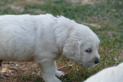 Chiot N°6