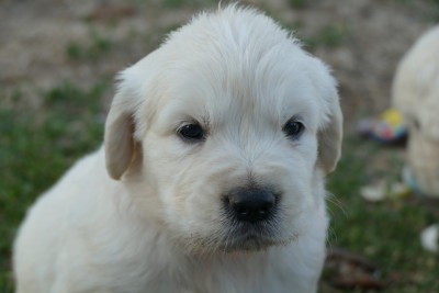 Chiot N°7