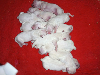 Chiot N°3