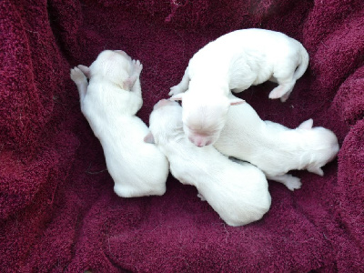 CHIOT