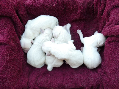 CHIOT
