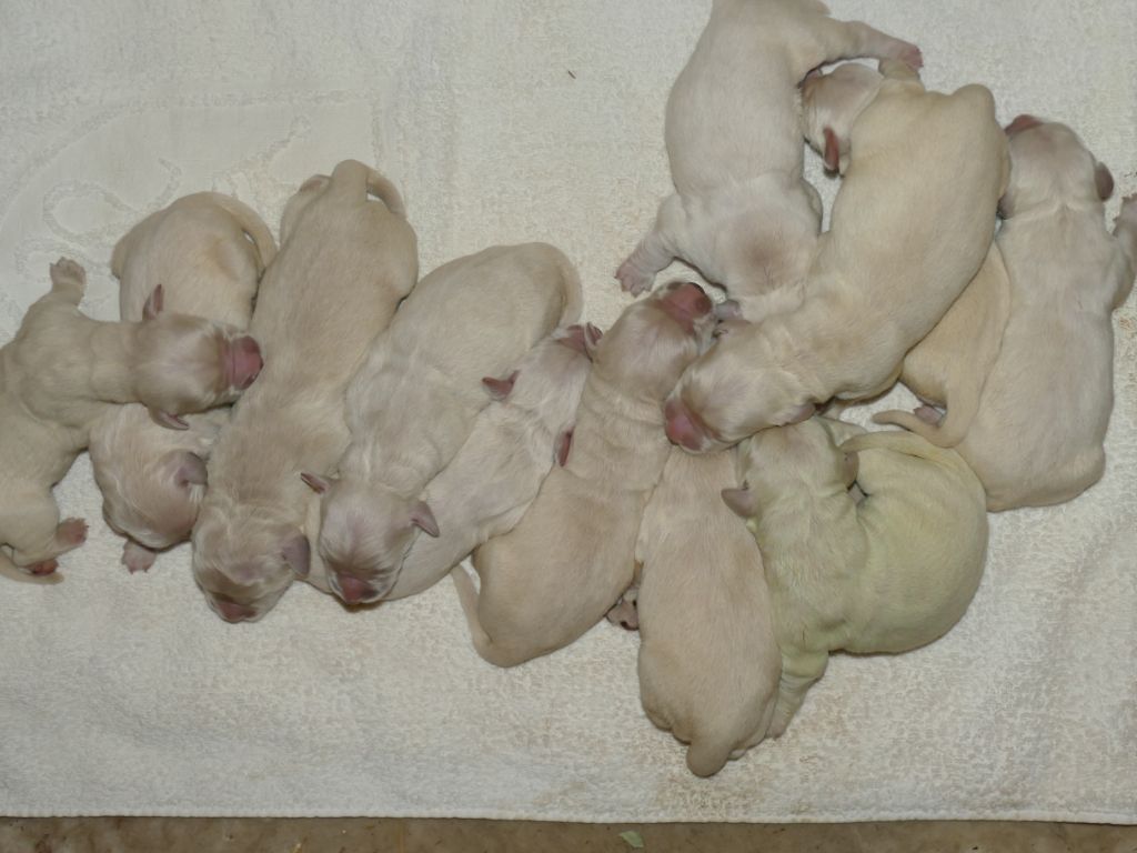 de la plaine des peupliers - Chiots disponibles - Golden Retriever