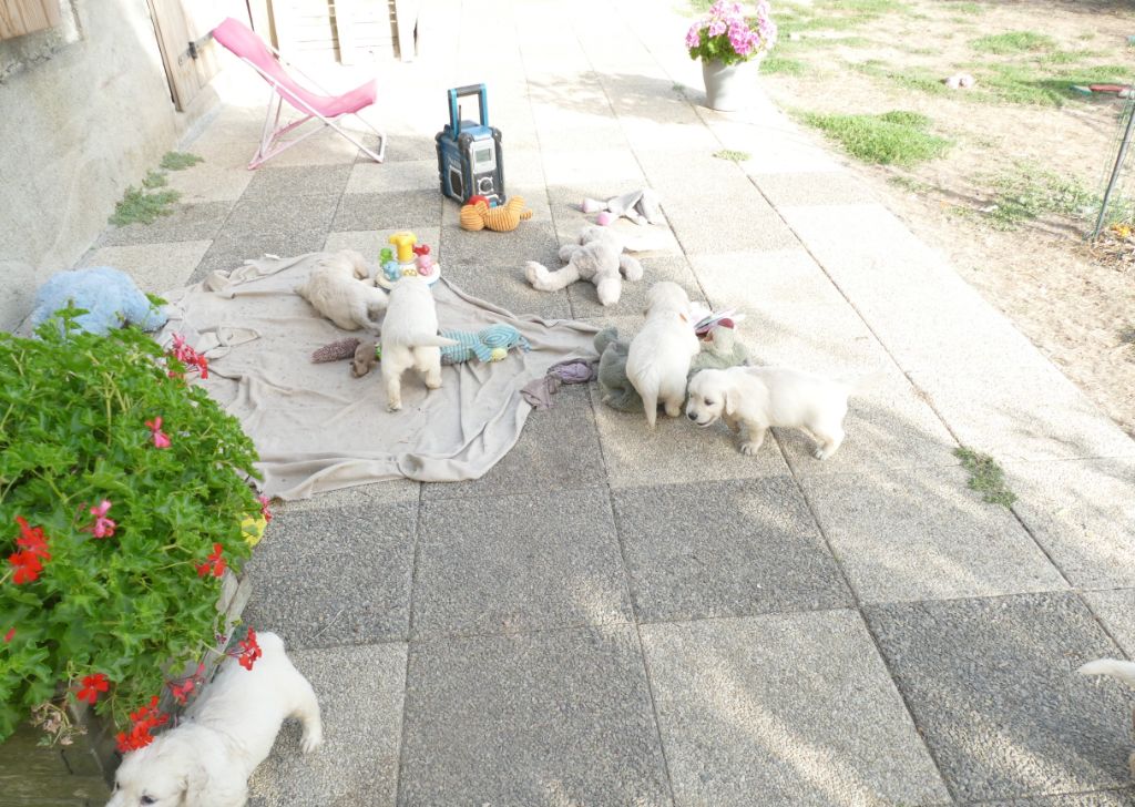 Chiot Golden Retriever de la plaine des peupliers