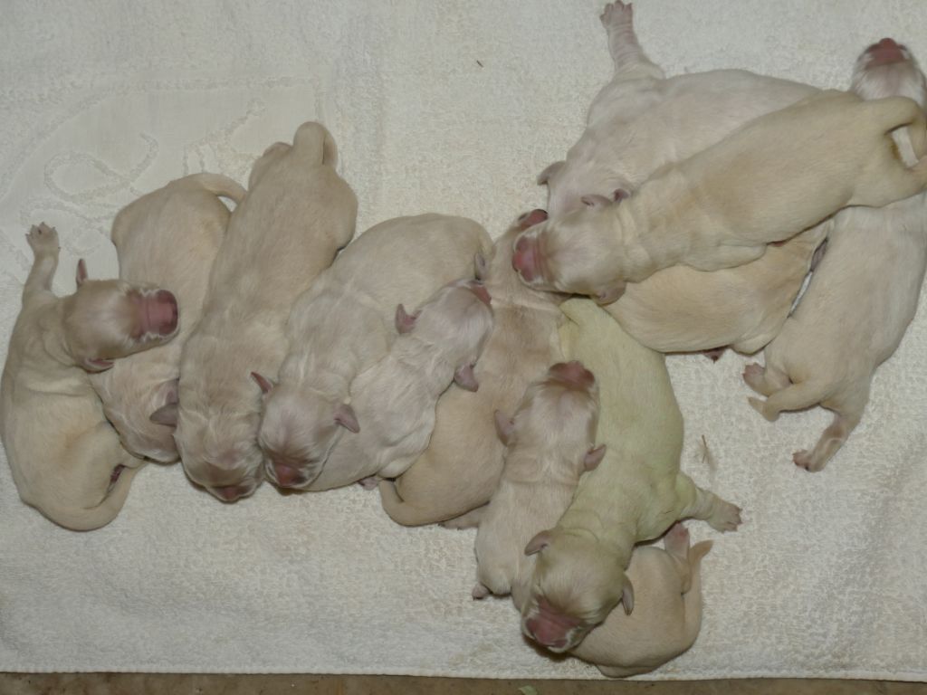 de la plaine des peupliers - Chiots disponibles - Golden Retriever